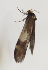 Lepidoscia lainodes