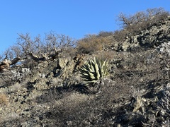 Agave vizcainoensis