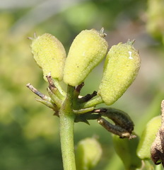 Anginon difforme