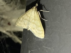 Paracorsia repandalis