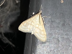 Paracorsia repandalis