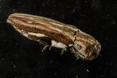 Agrilus addendus
