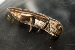 Agrilus addendus
