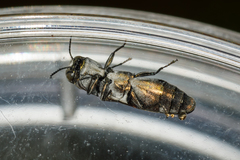 Agrilus addendus