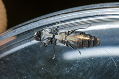 Agrilus addendus