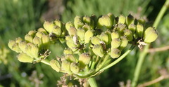 Anginon difforme