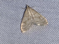 Paracorsia repandalis