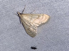 Paracorsia repandalis