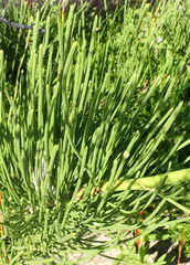 Anginon difforme