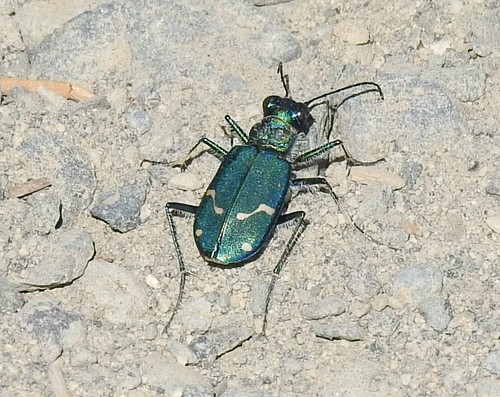 Dispirited Tiger Beetle photo 3
