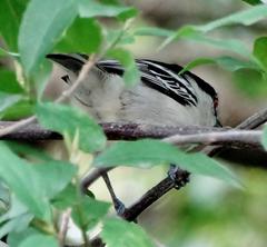 Dryoscopus cubla cubla