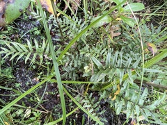 Blechnum minus