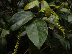 Mallotus polyadenos