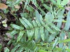 Blechnum minus