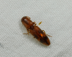 Aeolus asper