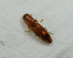 Aeolus asper