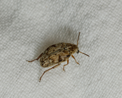 Algarobius bottimeri