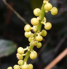 Mallotus polyadenos
