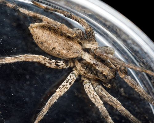 Schizocosa aulonia