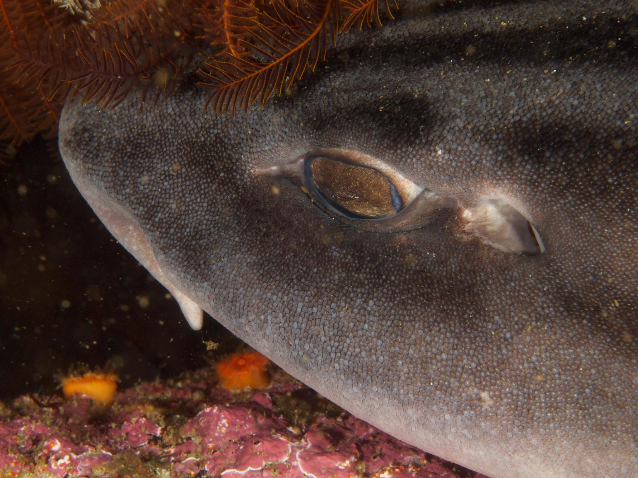 Species image