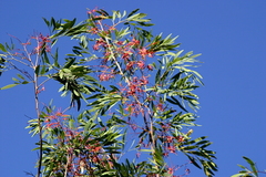 Grevillea heliosperma
