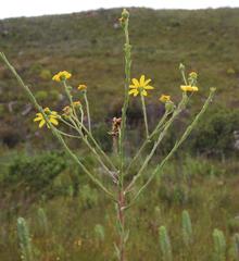 Osteospermum corymbosum