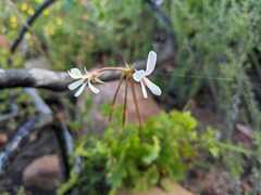 Pelargonium elongatum