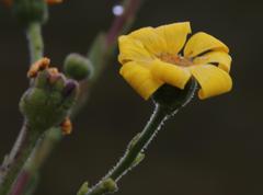 Osteospermum corymbosum