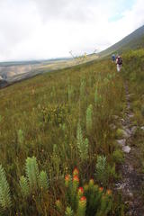 Osteospermum corymbosum