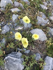 Papaver pulvinatum