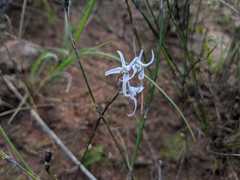 Disa biflora