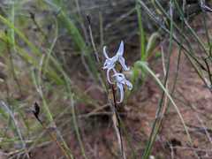 Disa biflora