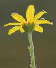 Osteospermum corymbosum