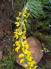 Lebeckia sepiaria