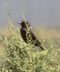 Myrmecocichla formicivora