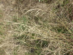 Agrostis vinealis