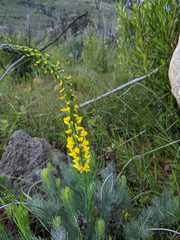 Lebeckia sepiaria