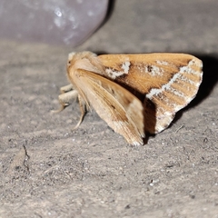 Odontopera kametaria