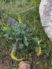 Lebeckia sepiaria