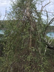 Gymnanthera oblonga