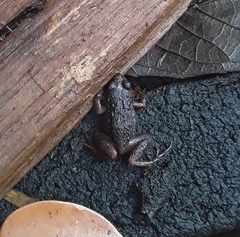 Adenomera hylaedactyla