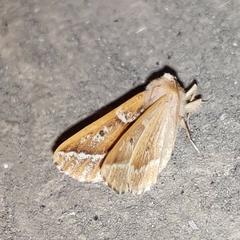 Odontopera kametaria