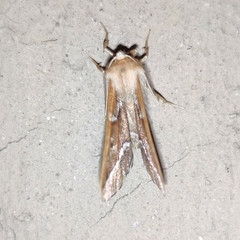 Odontopera kametaria