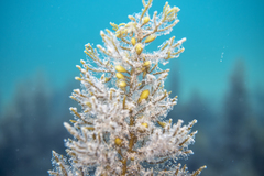 Caulocystis cephalornithos