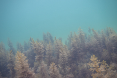 Caulocystis cephalornithos