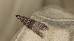 Nephopterix angustella