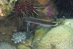 Trachinops caudimaculatus