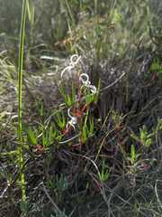 Disa biflora