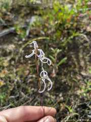Disa biflora