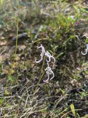 Disa biflora